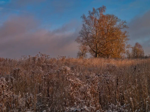 Осенний рассвет на замерзшем лугу с одинокой березой — стоковое фото