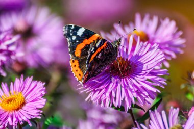 Vanessa atalanta butterfly among the purple asters clipart