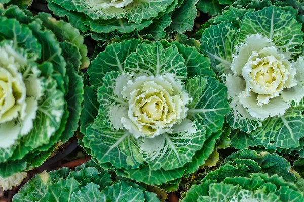 Groupe de choux décoratifs verts sur le lit de fleurs Photos De Stock Libres De Droits