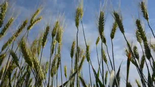 Primer Plano Espigas Trigo Verde Soplando Viento Contra Cielo Azul — Vídeos de Stock