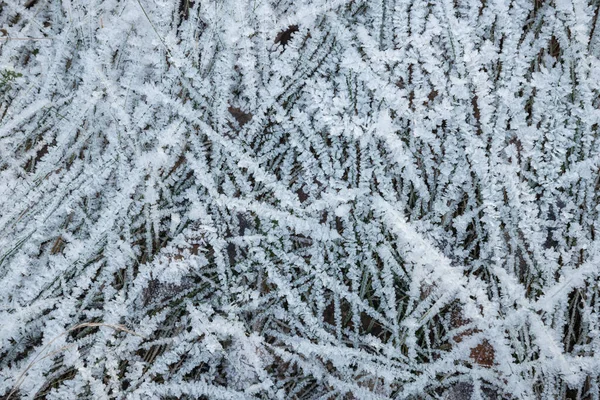 Abstract Pattern Frozen Dry Grass White Lines Frozen Dry Grass — Stock Photo, Image