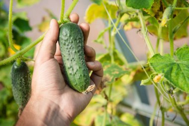 Seradaki yeşil çalılardan elle salatalık toplayarak.