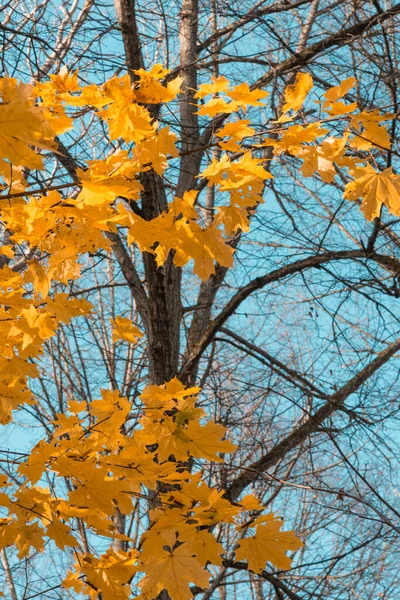 Feuilles Jaunes Érable Sur Les Branches Arbre Automne Lumière Soleil — Photo