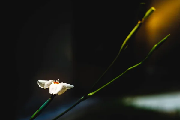 La luz en la soledad de una flor — Foto de Stock
