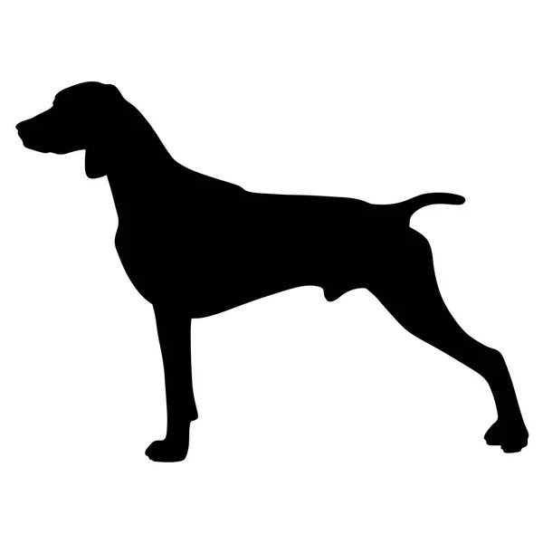 Black and white silhouette of a dog. Pointer or Pinscher. — Stock Vector