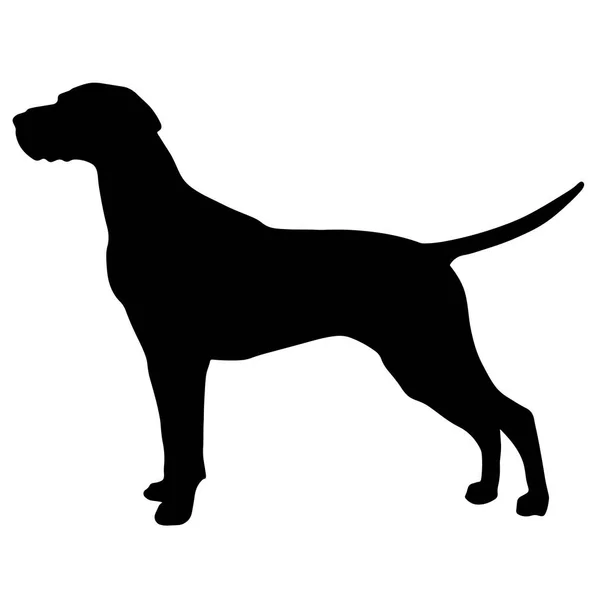 Black and white silhouette of a dog. Pointer or Pinscher. — Stock Vector