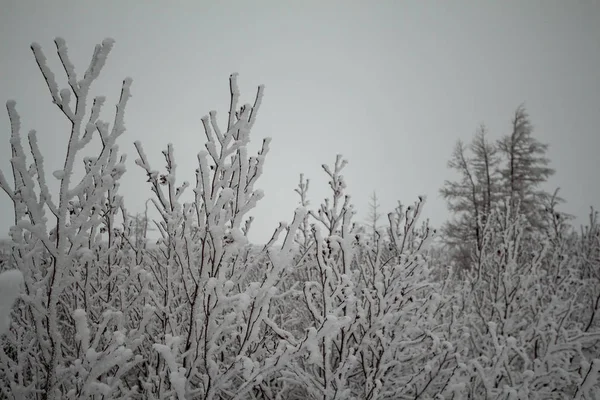 Kabarık karla kaplı ağaçlar, Norilsk, 04 Kasım 2018 Kış