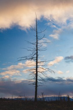 Ölü bir ağaç bulutlar, 6 Eylül 2018 Norilsk ile mavi gökyüzü arka plan üzerinde silüeti