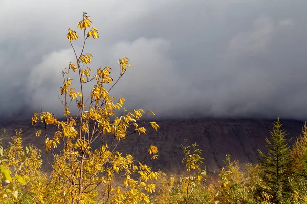 Sarı bush bir bulut dağ, 6 Eylül 2018 Norilsk Talnakh arka planı