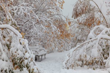 İlk karın altındaki ağaçlar, Norilsk