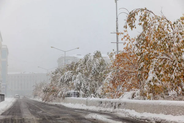 Trees under the first snow, Norilsk — Stock Photo, Image