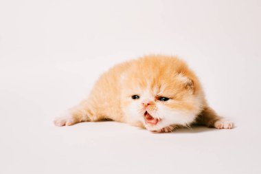 Beyaz arka planda iki haftalık izole egzotik kedi.