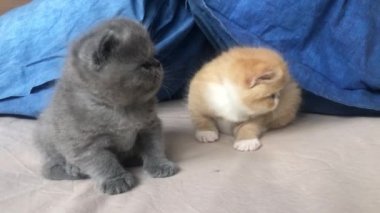 Üç haftalık iki sevimli egzotik kedi yürümeyi öğreniyor.