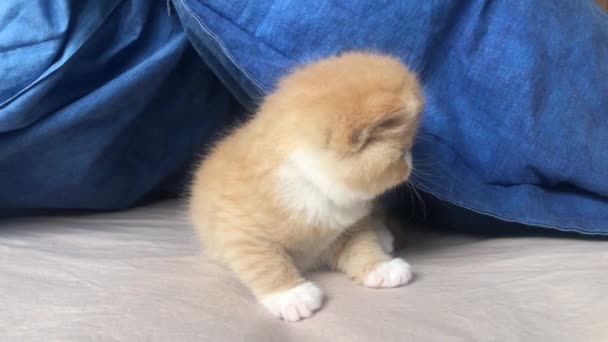 Süße kleine Katze lernt laufen - drei Wochen alt — Stockvideo