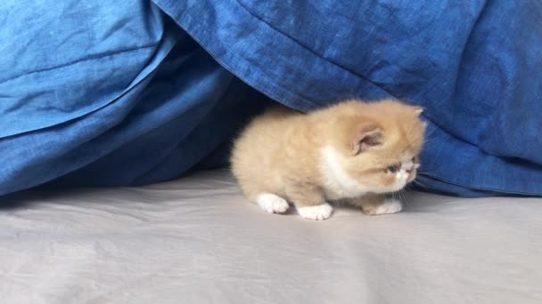 three weeks old two adorable exotic little cats learning to walk