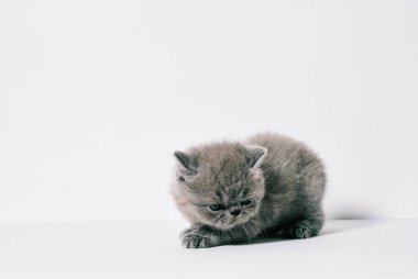 Bir aylık küçük gri egzotik kedi.