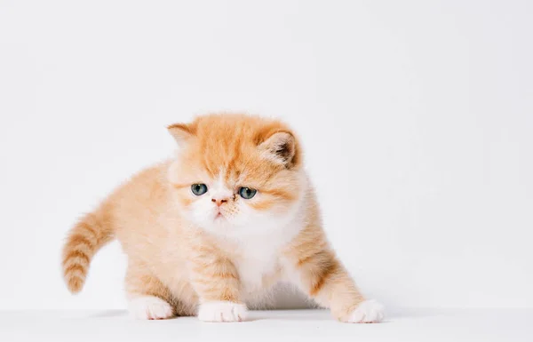 Um mês de idade laranja e branco gato exótico no fundo branco isolado — Fotografia de Stock