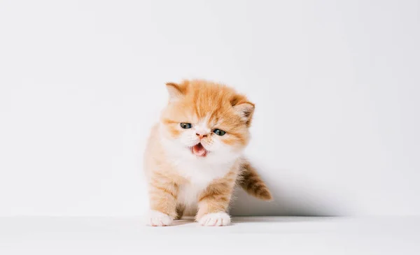 Een maand oud oranje en wit exotisch poesje op geïsoleerde witte achtergrond — Stockfoto