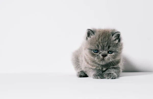 One month old small little grey exotic cat in isolated white background — Stock Photo, Image