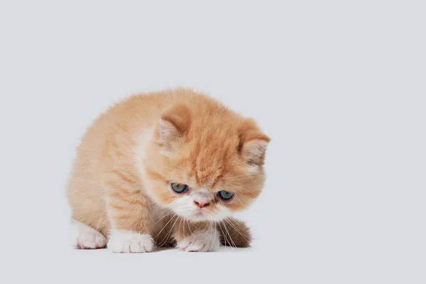 Blanc et orange jeune chat persan exotique sur fond blanc isolé — Photo