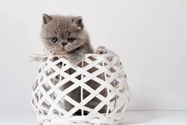 Mignon petit chat persan exotique gris avec shorthair dans un panier — Photo