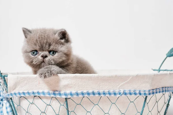 Mignon petit chat persan exotique gris avec shorthair dans un panier — Photo