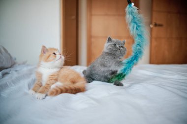 Genç kediler yatağın üstünde oynuyorlar.