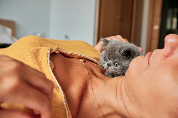 Erwachsene Frau spielt mit kleiner grauer Katze im Bett - Pflegekonzept für Haustiere — Stockfoto