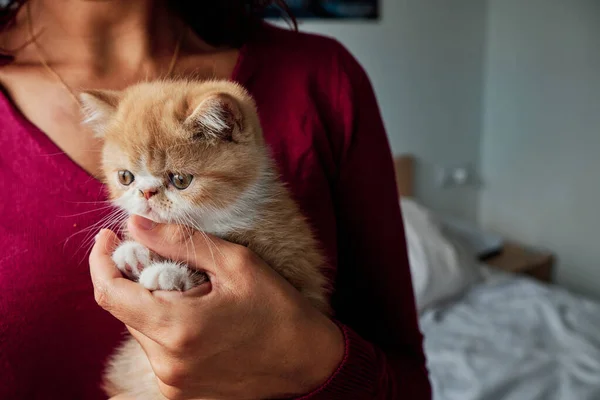 Неузнаваемая женщина обнимает маленькую оранжевую кошку - концепцию ухода за животными — стоковое фото