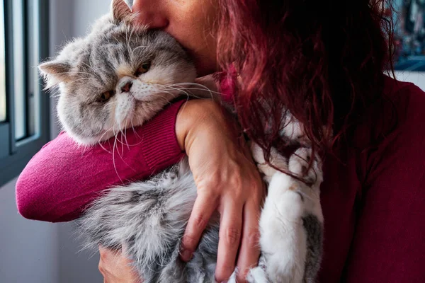 unrecognizable woman hugs her exotic grey cat - pet care concept