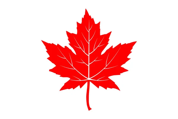 Maple Leaf Vector Icon White — Stock Vector
