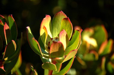 Protea Güney Afrika Cape Town, çiçek çiçek değil
