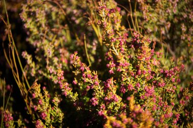 Vahşi bitkiler, çiçekler güneş ışığında Masa Dağı Parkı 'nda Cape Town, Güney Afrika