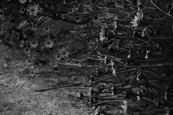 Dry Wild Plants Table Mountain South Africa Black White Photo — Stock Photo, Image