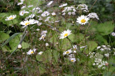 Yazın çiçek açan çiçekler Finlandiya 'da yeşil çimenlerin arasında yapraklar ve yapraklarla
