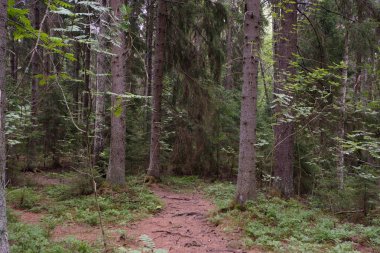 Finlandiya 'da çam ağacı ormanı, ağaçların arasındaki patika.