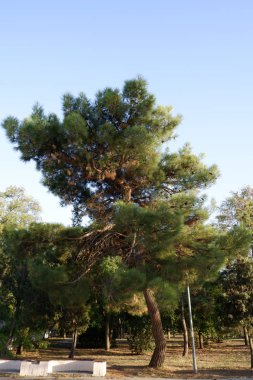 Anapa 'da Karadeniz' in yanında kabarık dalları olan güzel bir çam ağacı yetişiyor.