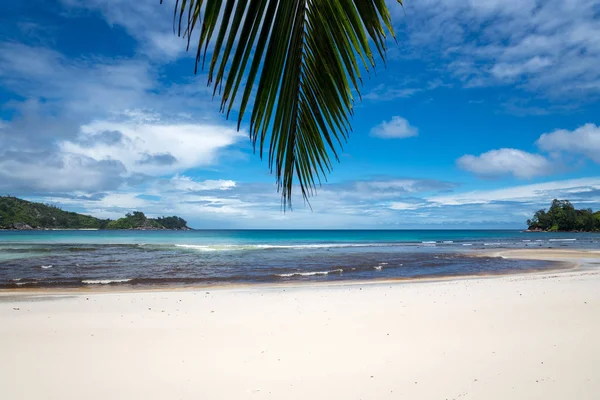 Krásná Pláž Pohled Pěknou Tropickou Pláž Dlaněmi Kolem Koncept Dovolené — Stock fotografie