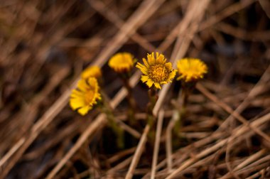 Çiçek Kuru çimlerin üzerine