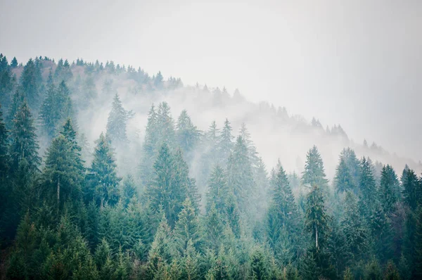Mist Het Bos — Stockfoto