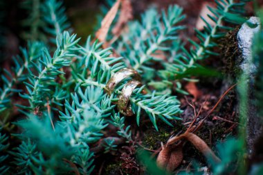 Alyans köknar dalı