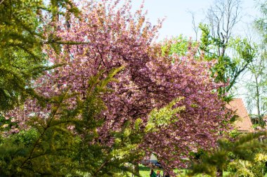 Sakura ağacı Uzhgorod içinde