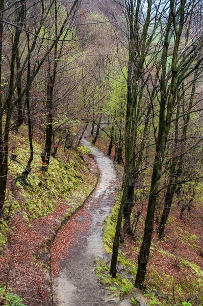 Camino Bosque —  Fotos de Stock