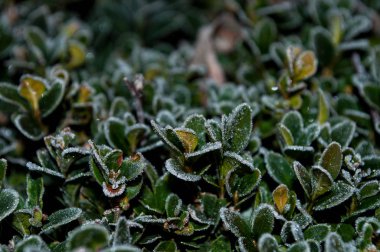 Donmuş ışık bitkilerde