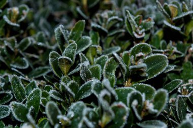 Donmuş ışık bitkilerde