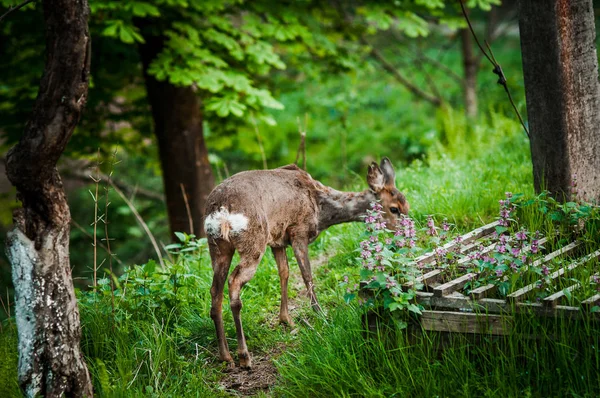 Jeune Cerf Près Jardin — Photo