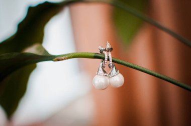 Sap üzerinde inci küpe