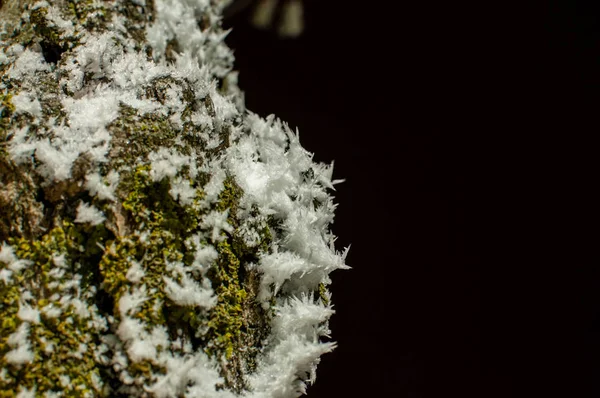 Iced Snow Tree Bark — Stock Photo, Image