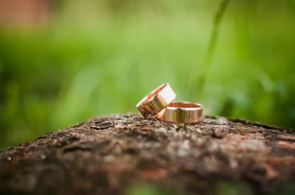 Par av guld vigselringar på trädet bark — Stockfoto