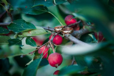 Ağaç dalı üzerinde altın alyanslar